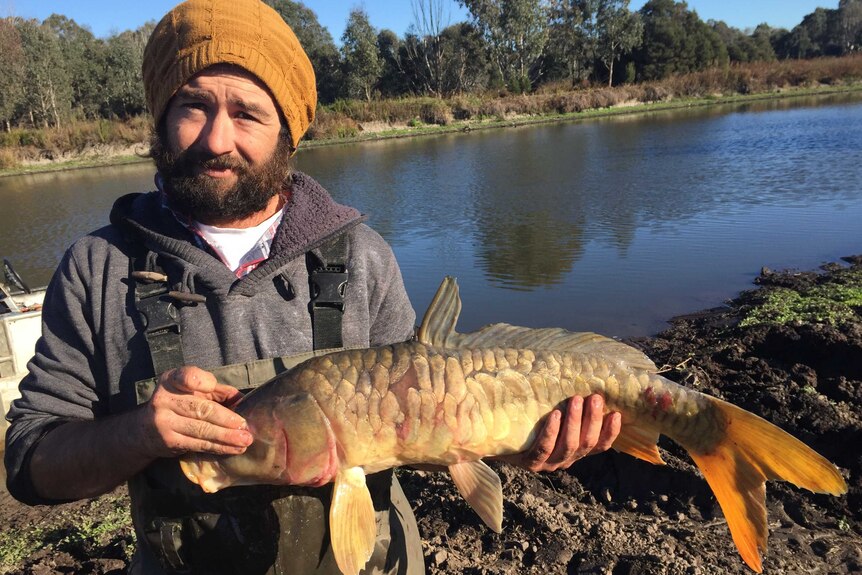 Herpes-based carp control plan may stop some Australian fish