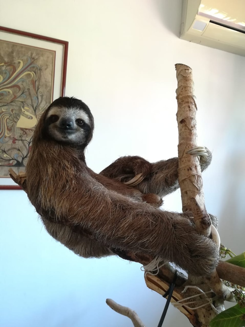 A sloth hugs a tree branch in Raquel's spare room. He looks like he is smiling and has black beady eyes.