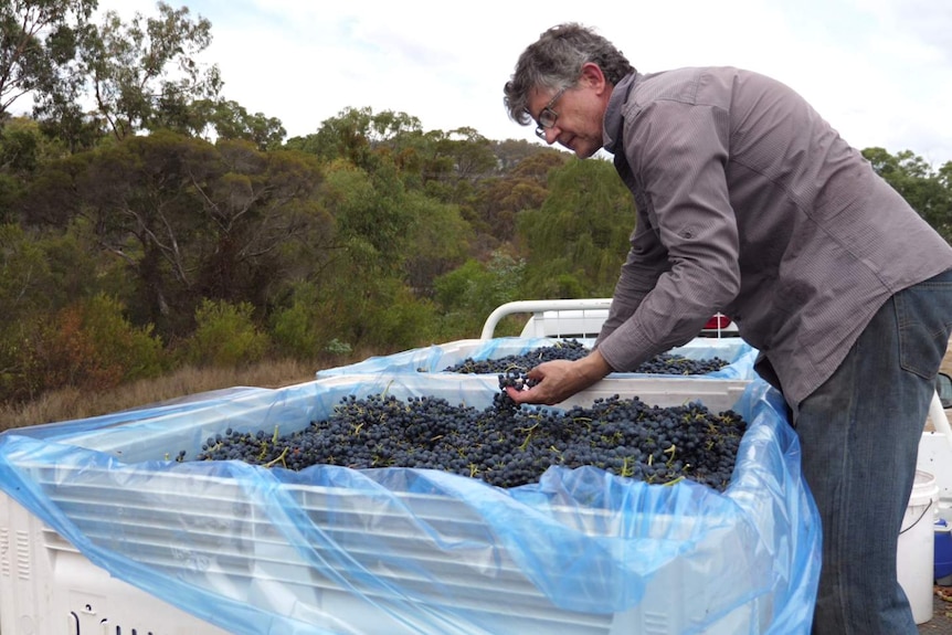 A man stands on the back of a ute inspecting grapes