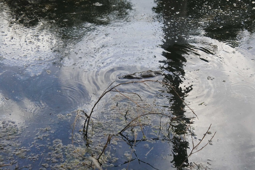 Once rivers and streams are cleaned up platypus like this one near Berry in NSW are more likely to return