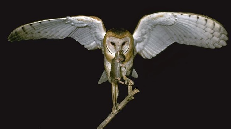 Barn owl with wings outstretched holds a mouse or rat in its beak.
