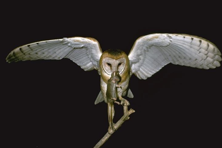 Barn owl with wings outstretched holds a mouse or rat in its beak.