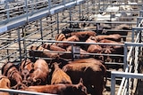 Cattle in Boyanup saleyard