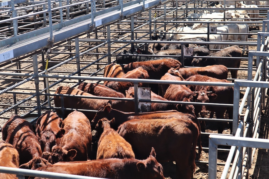 Cattle in Boyanup saleyard