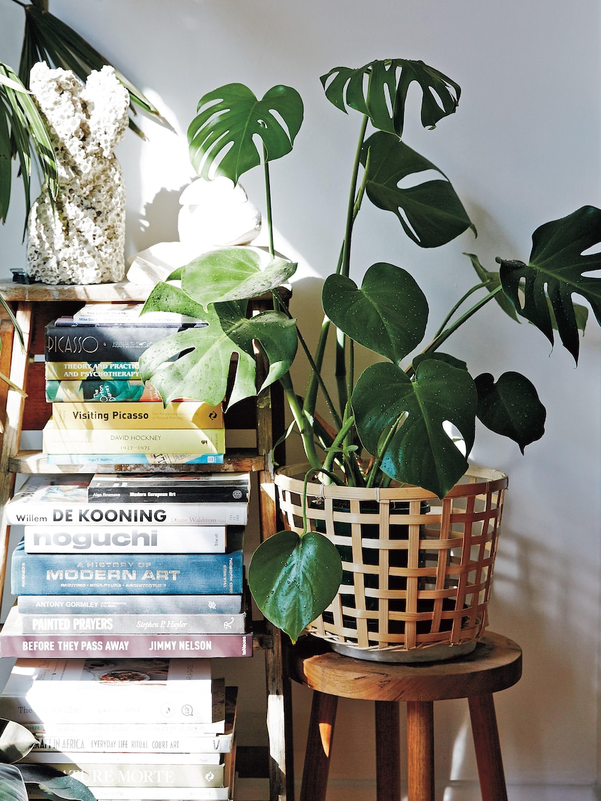 A Monstera deliciosa in filtered light, next to a small bookshelf.