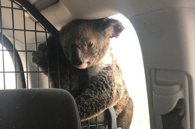 The distressed koala and her joey resisted the officer's arrest.