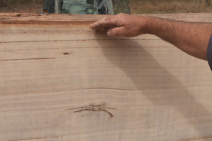 Photo of a cut timber tree.