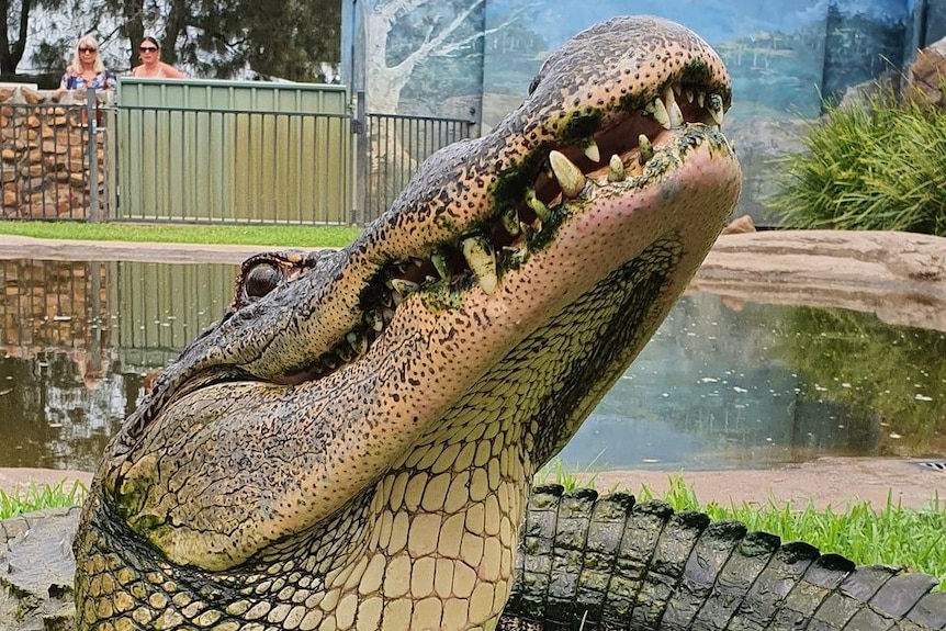 An alligator's head