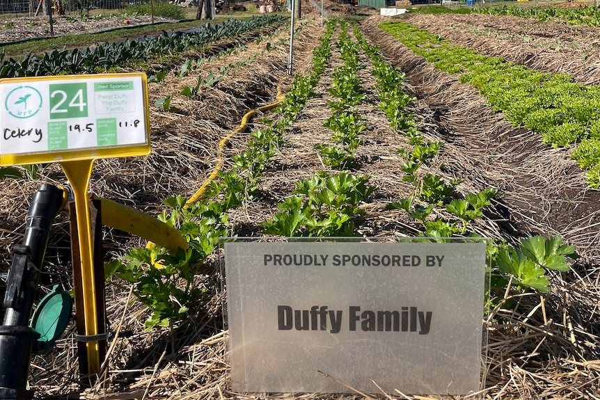 A vegetable patch with a plaque that reads 'Duffy Family'. 