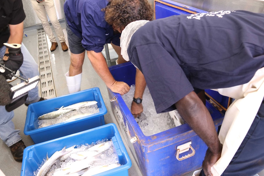 Fish is being transferred into an esky full of ice inside the processing facility in Maningrida.
