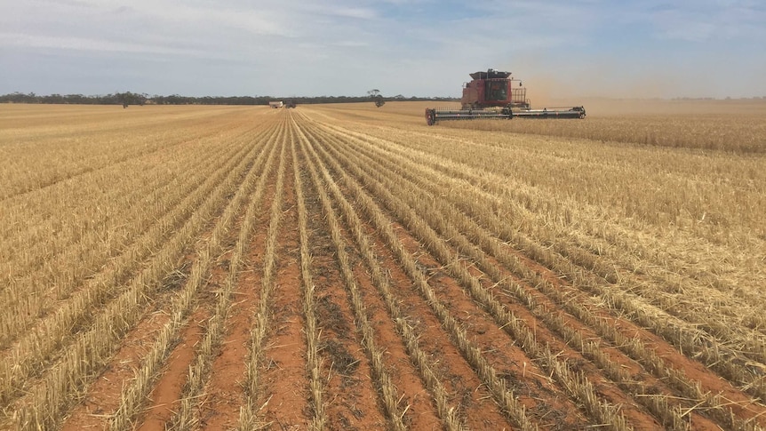A header harvesting grain in the Victorian mallee