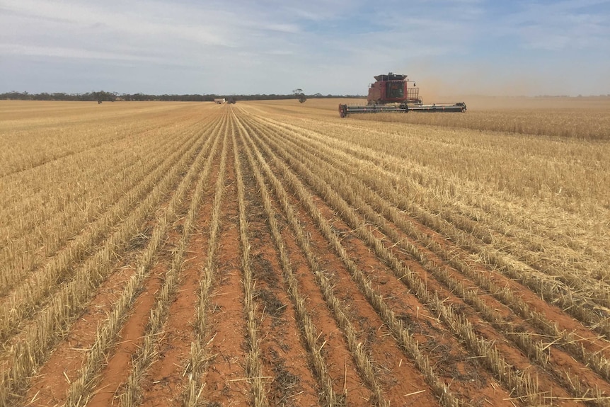 Grain stubble left behind after harvesting