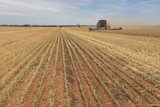 A header harvesting grain in the Victorian mallee