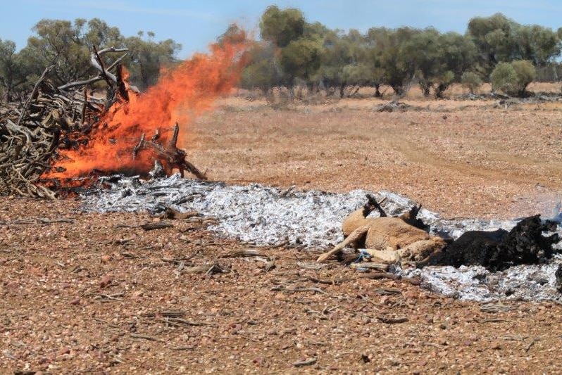 Charred sheep and hay lay near a bonfire on a property in western Queensland