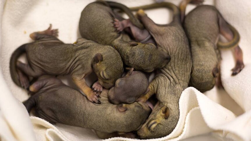 A cluster of baby squirrels on top of a white towel