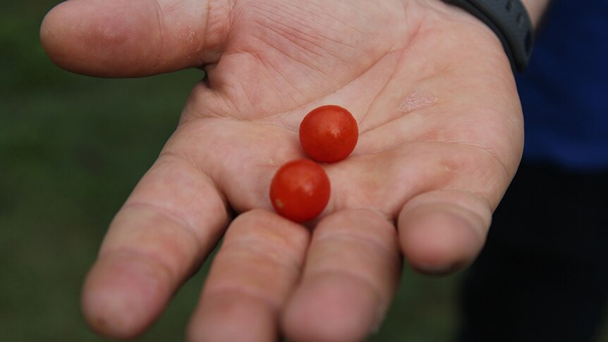 Two bush tomatoes in a man's outstretched hand.
