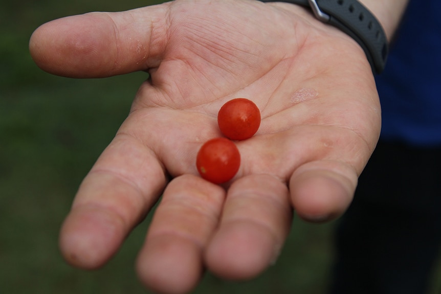 Two bush tomatoes in a man's outstretched hand.