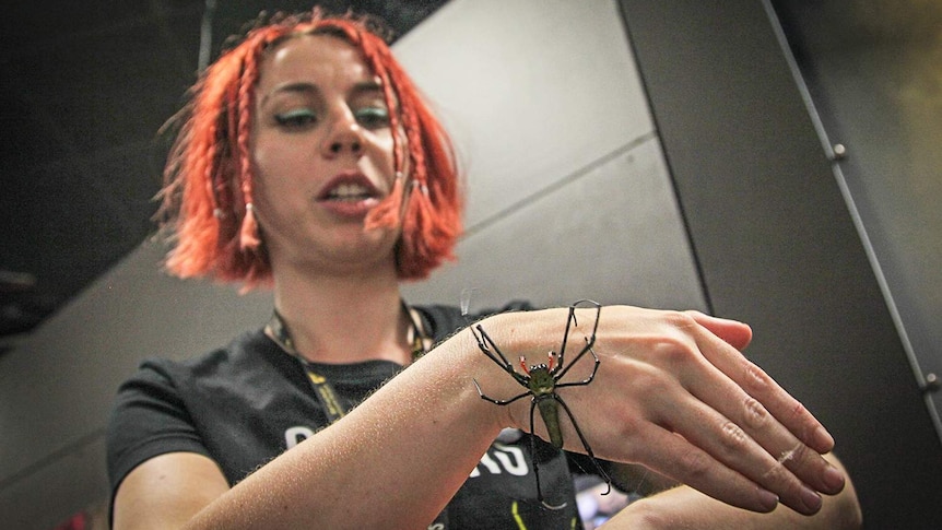 A photo of invertebrate zookeeper Caitlin Henderson as she handles a golden orb spider.