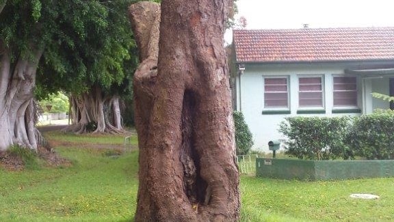 The trunk of a tree with a flat surface carved into the front. The branches and leaves of the tree have been chopped off.