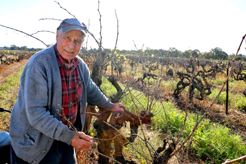 A man wearing a grey cap, pale blue cardigan and red check shirt stands holding a grape vine.