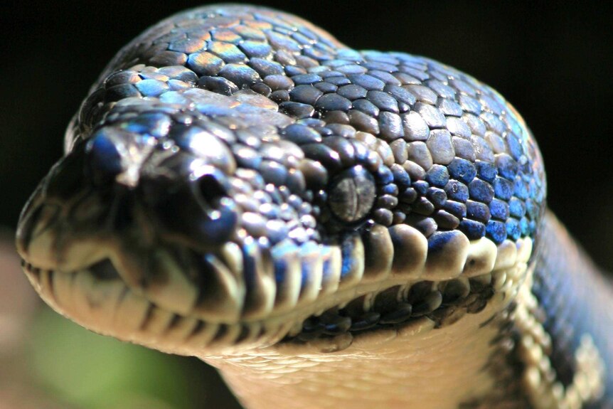 A carpet python.