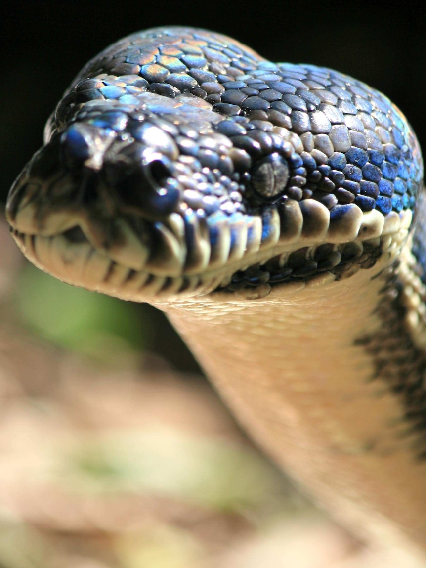 A carpet python.