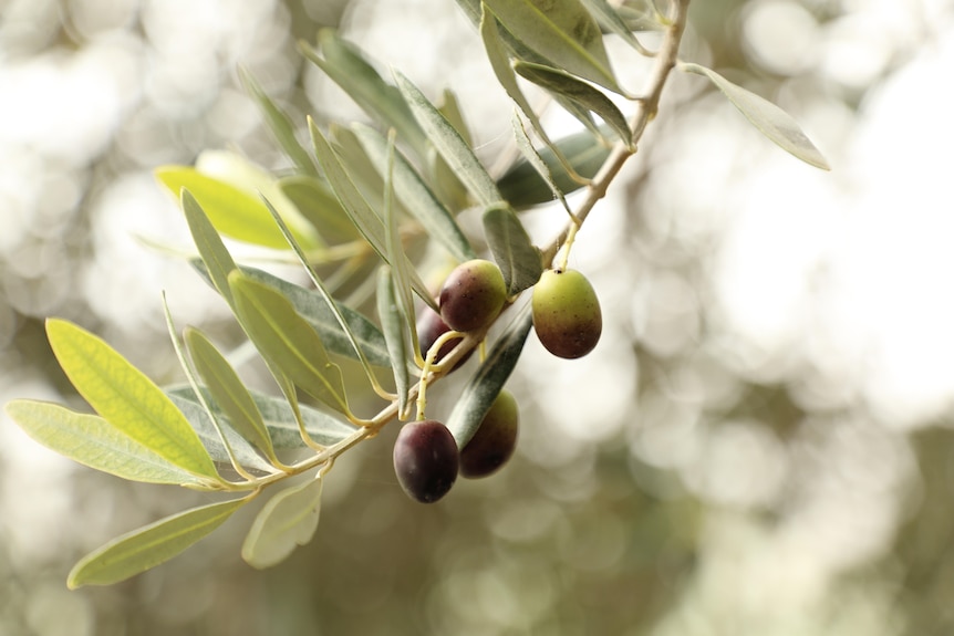 Olives on a tree turning from green to black at Rio Vista Olives Mypolonga groves in the Murraylands, South Australia.
