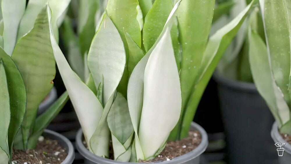 Snake Plants - Gardening Australia