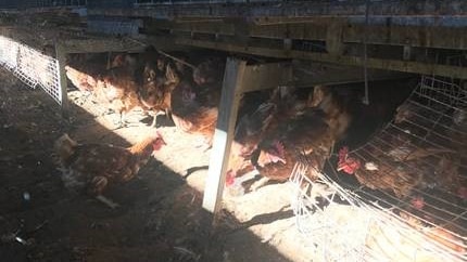 A photo detailing the poor conditions hens were found to be living in.