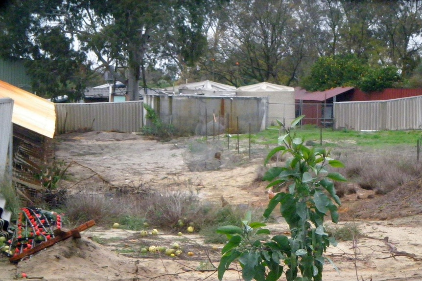 Range area for 12,000 hens for Eggs by Ellah producer in WA