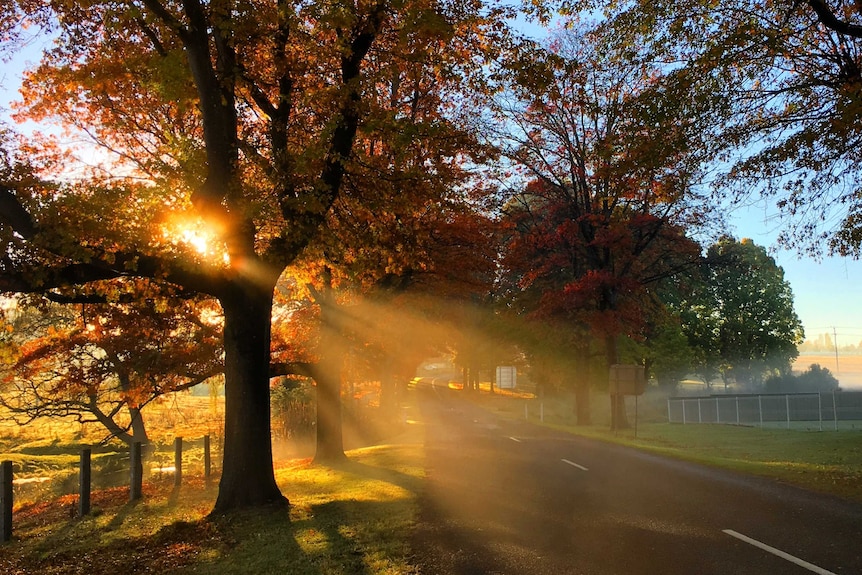 Trees in Autumn in Tenterfield in a story about tourism to regional destinations affected by drought and natural disasters.