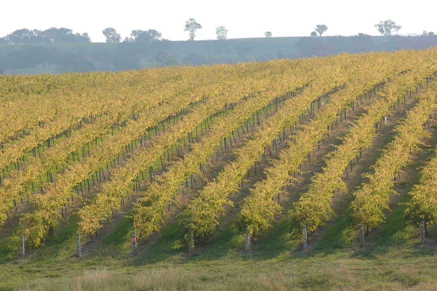 A vineyard on a hill  near Young in the New South Wales southern tablelands.