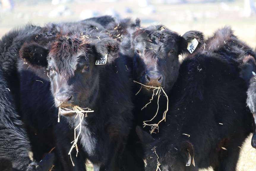 Cows chew on hay on a farm.