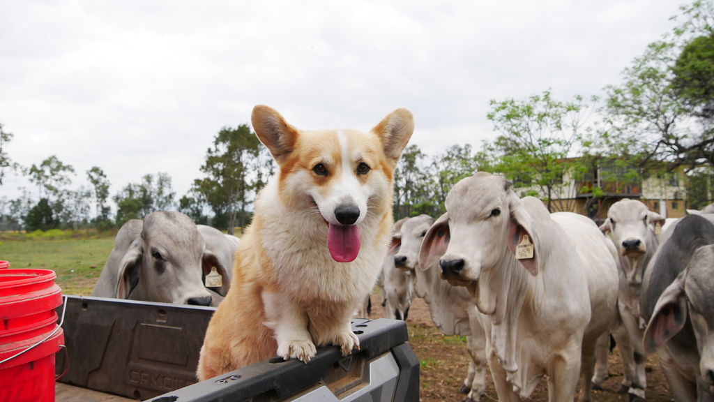 Corgi cow herding fashion