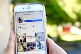 Canberra children are using fake instagram accounts to bully others