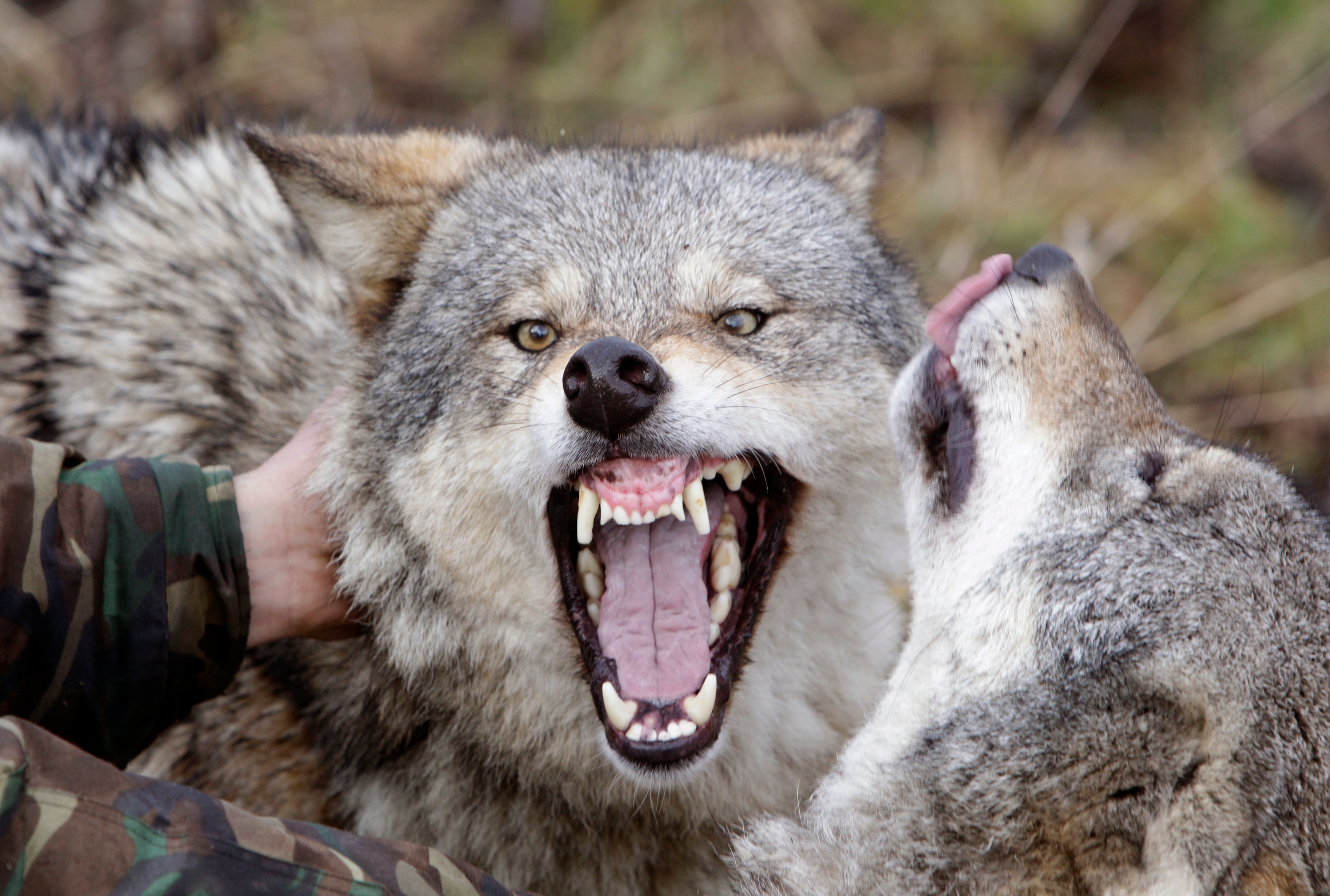 Домашний волк. Коди смит-макфи власть пса. Прирученный волк. Прирученный волк. Волк взрослый рядом с человеком.