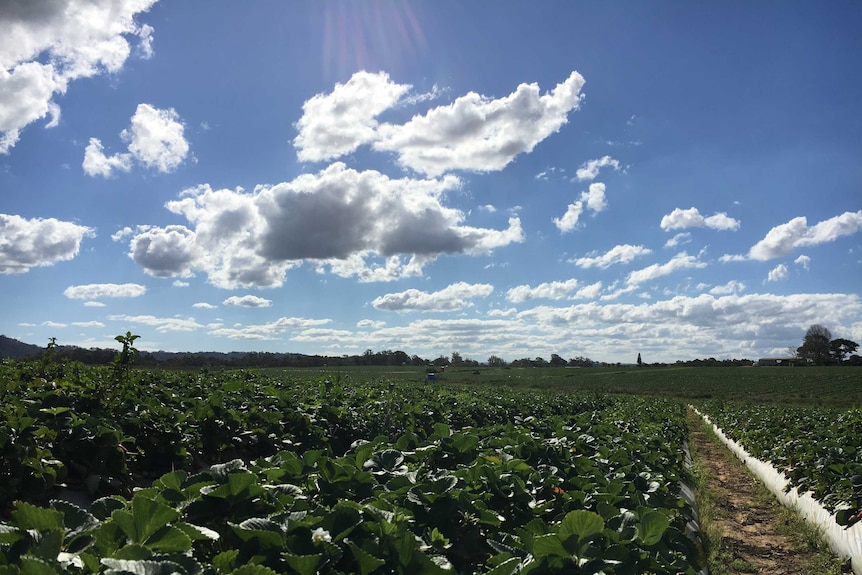 An open field of strawberries