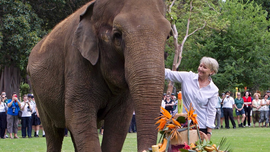 Tricia the elephant's 57th birthday at Perth zoo.