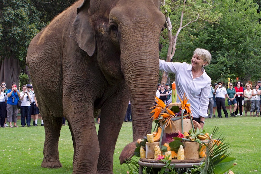 Tricia the elephant's 57th birthday at Perth zoo.
