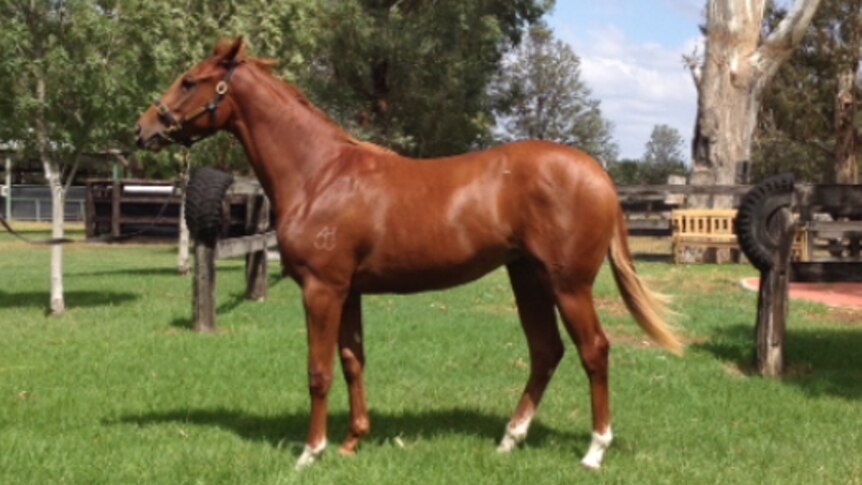 One of the yearlings Corumbene stud will take to the Easter Yearling Sales in 2015 standing in a paddock.