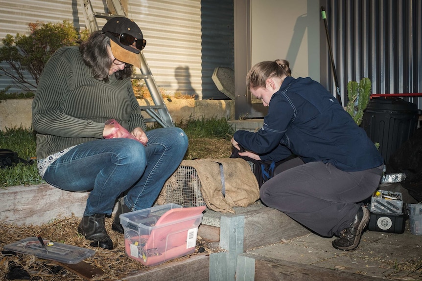 Bronte Van Helden and a volunteer do wildlife monitoring in a backyard at night