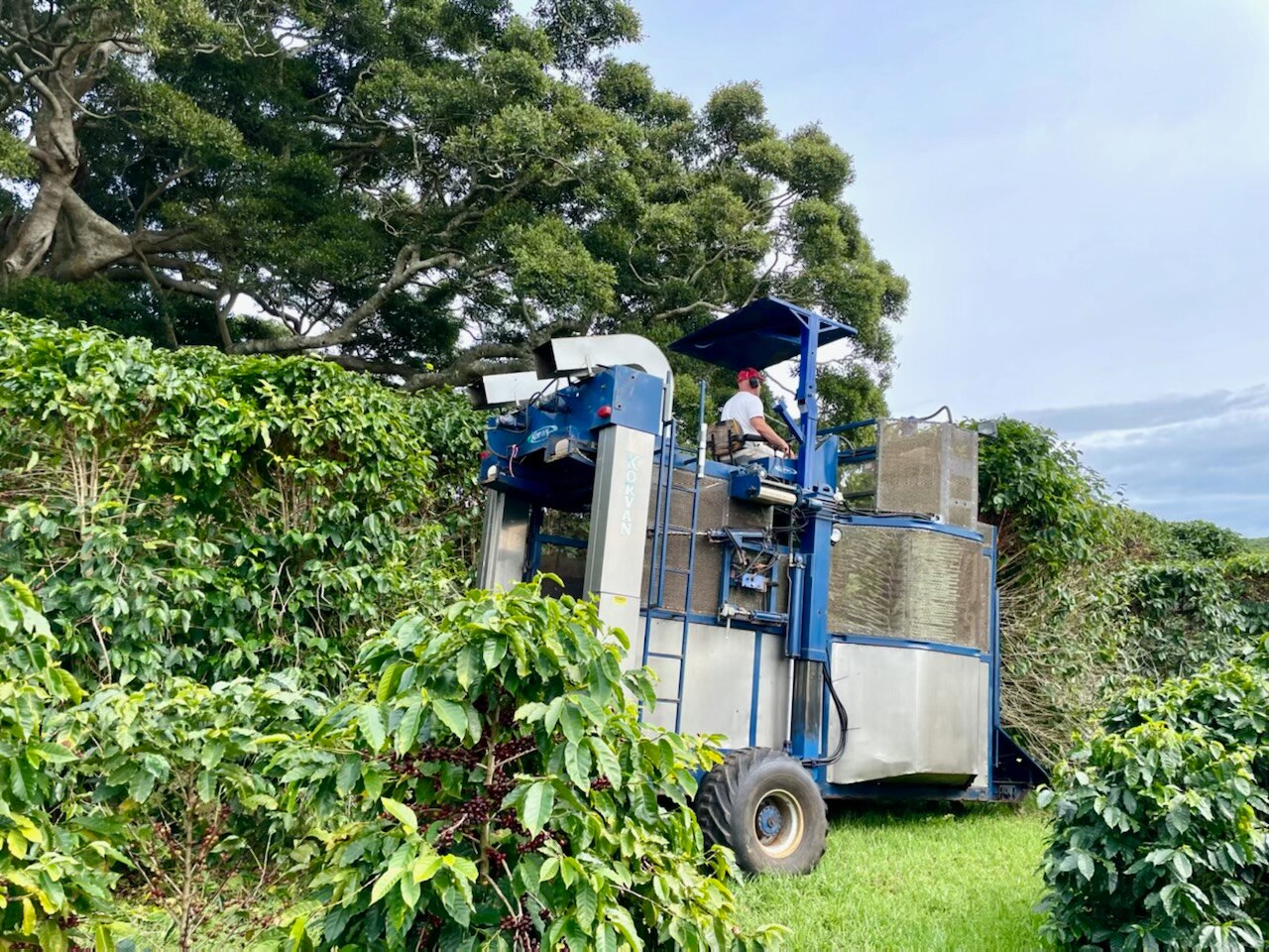 A harvesting machine works on a coffee crop.