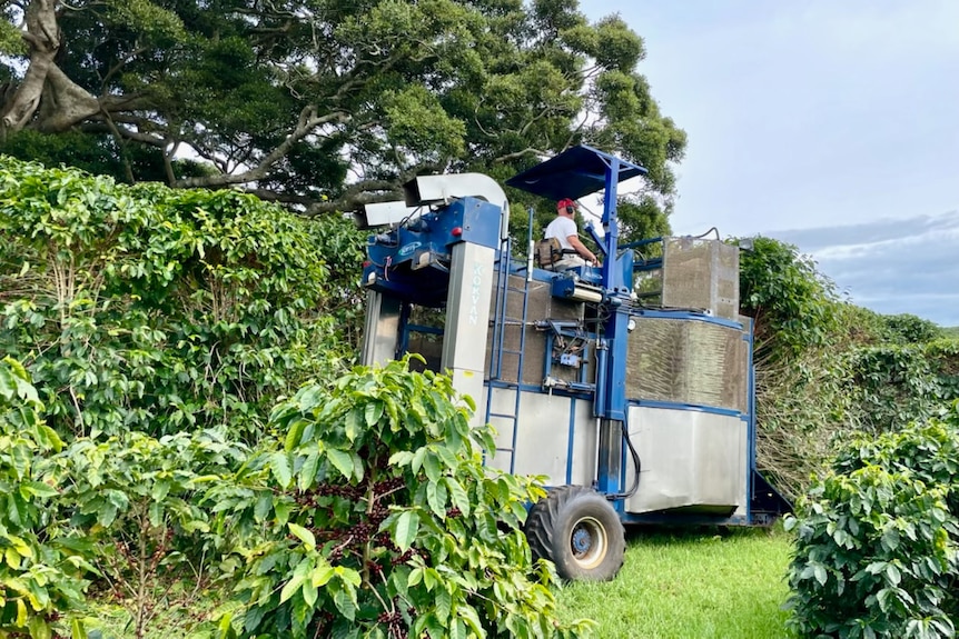 A harvesting machine works on a coffee crop.