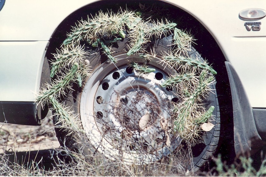 Pieces of cactus penetrate a car tyre.