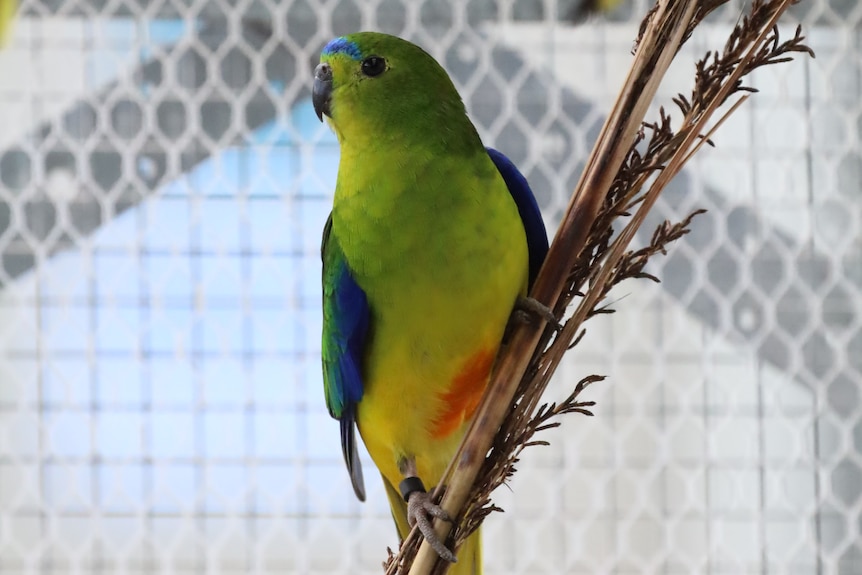 A close up of a green parrot with an orange belly standing on a stem of native grass