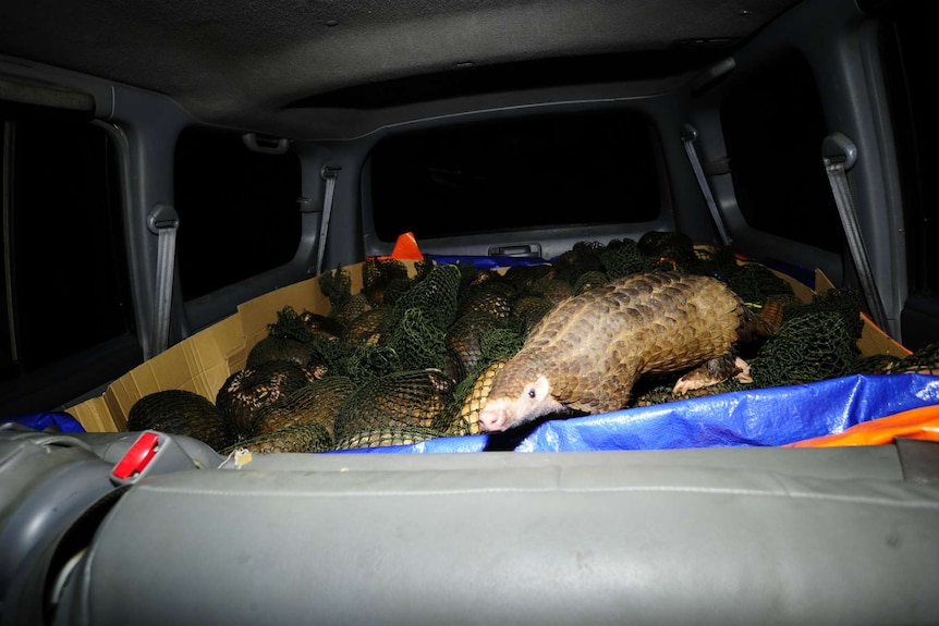 An endangered pangolin in the back of a car.