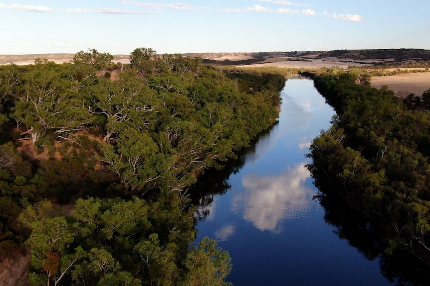A drone shot of a river, surrounded by gum trees, with clouds reflected in the water.