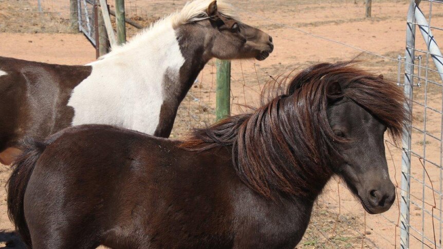 Two Shetland ponies stand at a wire fence in a paddock.