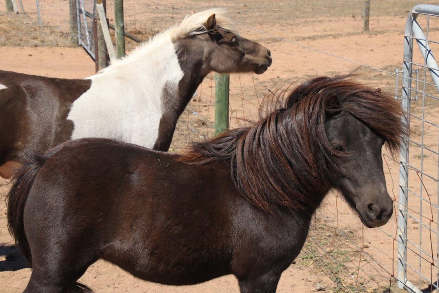 Two Shetland ponies stand at a wire fence in a paddock.
