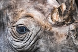 Close-up photo of a rhinoceros eye and horn